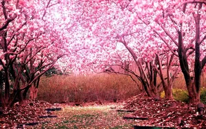 1280x800 Sakura Wallpaper For Android Wallpaper