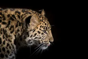 1280x853 Wallpaper Leopard Big Cats Whiskers Animals Black Background Wallpaper