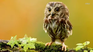 1366x768 Image For Animal Wallpaper High Definition I39. Owl Wallpaper