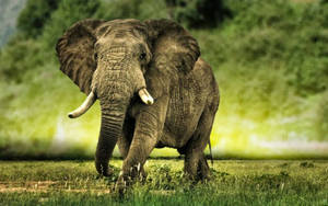 1600x1000 African Elephant Wallpaper. Zone Wallpaper Background Wallpaper