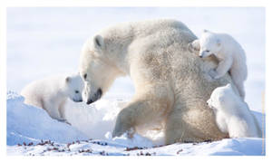 1600x955 Polar Bear Wallpaper Wallpaper