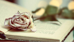 1920x1080 A Dry Rose On Book Wallpaper Wallpaper