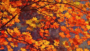 1920x1080 Autumn Leaves Wallpaper Widescreen Full Hd Pics For Iphone Fall Wallpaper