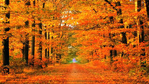 1920x1080 Autumn Road Full Hd Wallpaper And Background Image Wallpaper