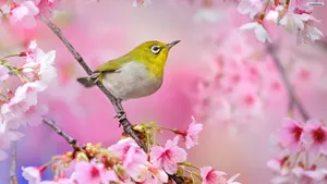 1920x1080 Beautiful Bird Wallpaper Android Apps On Google Play. Hd Wallpaper