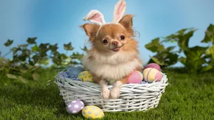 1920x1080 Beautiful Easter Wallpaper Wallpaper