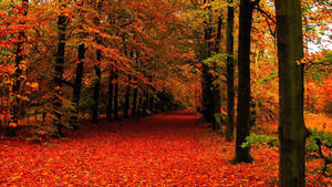 1920x1080 Fall Wallpaper Tumblr Wallpaper High Definition - Download Hd Fall Wallpaper