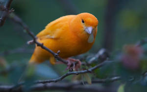 1920x1080 Hd Birds Domestic Canary Wallpaper