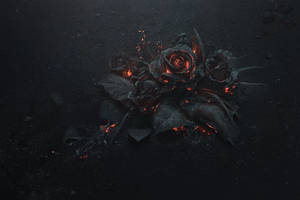 1920x1080 Hd Flower Black Wallpaper