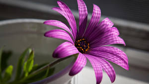 1920x1080 Hd Flower Purple Wallpaper