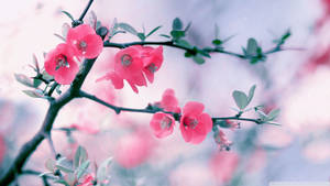 1920x1080 Hd Flower Spring Wallpaper