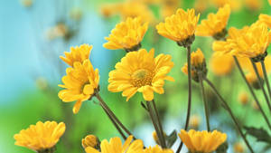 1920x1080 Hd Flower Yellow Wallpaper