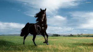 1920x1080 Horse Wallpaper Download 21 Blazing Caribou Studios Wallpaper
