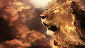 1920x1080 Lion Hd Wallpaper And Background Image Wallpaper