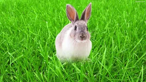 1920x1080 Rabbit Wallpaper Full Hd 31759 Wallpaper