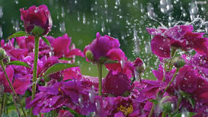 1920x1080 Rainy Spring Desktop Wallpaper Wallpaper