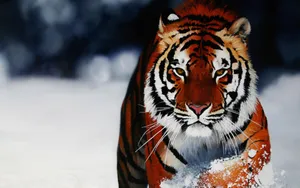 1920x1200 Animal Wallpaper - Animal Live Image, Hd Wallpaper - Guoguiyan Wallpaper