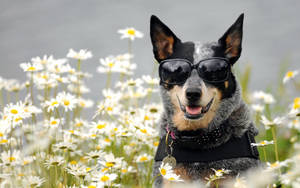 1920x1200 Australian Cattle Dog Hd Wallpaper Wallpaper