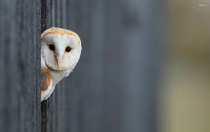 1920x1200 Barn Owl Hiding Behind The Wooden Fence Wallpaper - Animal Wallpaper