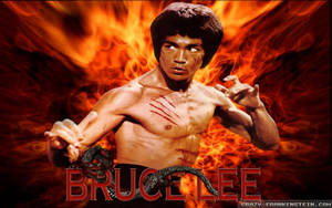 1920x1200 Bruce Lee Wallpaper - Male Celebrity Wallpaper