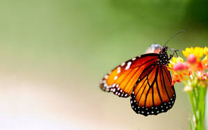 1920x1200 Free Butterfly Wallpaper Desktop Background Wallpaper