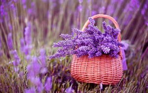 1920x1200 Lavender Wallpaper 8 - 1920 X 1200 Wallpaper