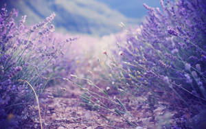 1920x1200 Lavender Wallpaper Wallpaper