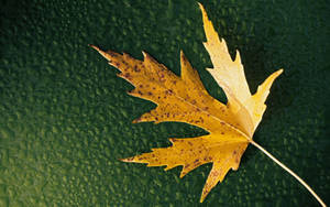 1920x1200 Leaf Wallpaper 1 - 1920 X 1200 Wallpaper