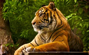 1920x1200 Top 70 Bengal Tiger Wallpaper - Hd Animal Spot Wallpaper