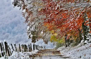 1920x1237 Nature France Autumn November Snow Hd Wallpaper Wallpaper