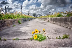 2000x1333 Pathway To Heaven ❤ 4k Hd Desktop Wallpaper For 4k Ultra Hd Tv Wallpaper