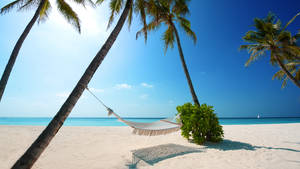 2560 X 1440 Relaxing Seaside Hammock Getaway Wallpaper