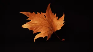2560x1440 Fall Dried Maple Leaf Wallpaper