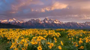 2560x1440 Nature Grand Teton Flower Field Wallpaper
