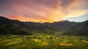 2560x1440 Nature Tea Plantation Wallpaper