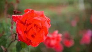 2560x1440 Spring Big Red Rose Wallpaper