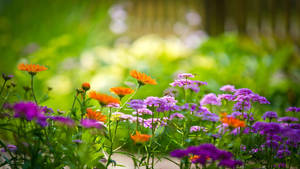 2560x1440 Spring Orange Violet Flowers Wallpaper