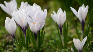 2560x1440 Spring White Crocuses Wallpaper