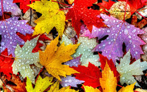 2560x1600 Autumn Leaf Wallpaper Wallpaper