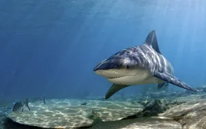 2560x1600 Bull Shark Wallpaper Background Wallpaper