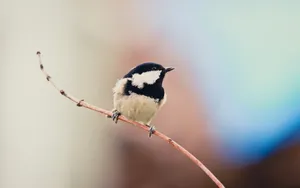 2560x1600 Coal Tit Beautiful Bird Wallpaper Wallpaper