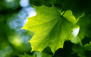 2560x1600 Green Leaf Wallpaper Wallpaper