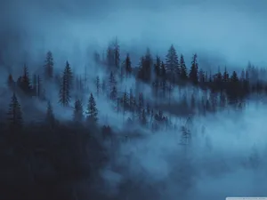 2560x1920 Dark Woods Aesthetic Ultra Hd Desktop Background Wallpaper Wallpaper