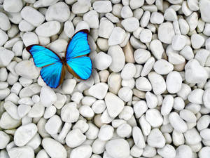 2560x1920 Popular Blue Butterfly Wallpaper 2560x1920 For Mobile Wallpaper