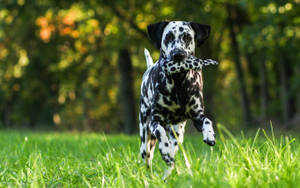 2880x1800 Dalmation Dog Wallpaper, Picture, Image Wallpaper