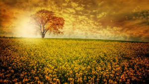 32k Ultra Hd Nature Yellow Aesthetic Flower Field Wallpaper