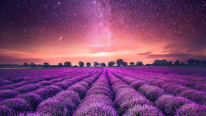 3363x1892 Starry Sky Lavender Field Wallpaper Wallpaper