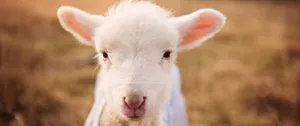 3440x1440 Animal White Baby Sheep Wallpaper