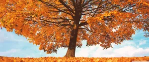 3440x1440 Fall Season Tree In Blue Sky Wallpaper