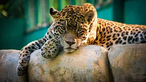 3840x2160 Hd Wallpaper, Download High Definition Leopard Wallpaper Wallpaper